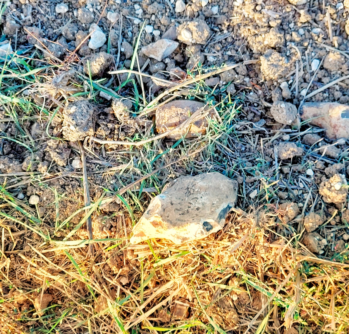 "100 years on, they are still turning up!".  Unexploded grenade found partially buried near Combles on the Somme Taken by Bob Paterson September 2022